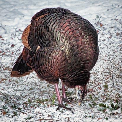 Wild Turkey_24321.jpg - Wild Turkey (Meleagris gallopavo) photographed near Greely, Ontario, Canada.